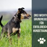 Grundregeln im Hundetraining