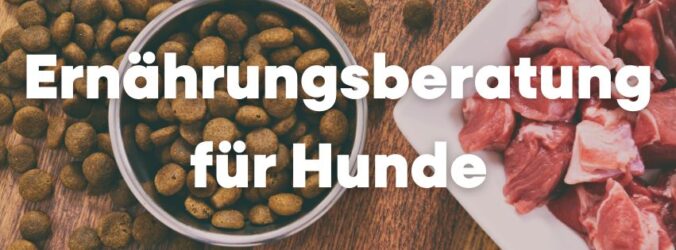 Ernährungsberatung für Hunde